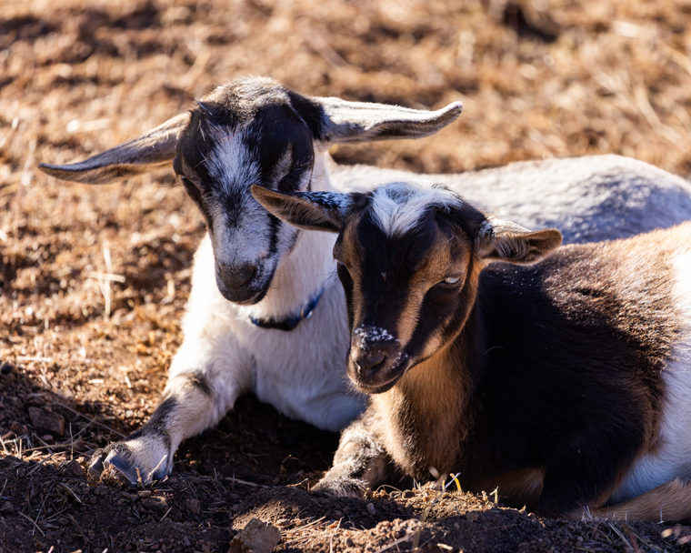 The goats and the flock, frame R078